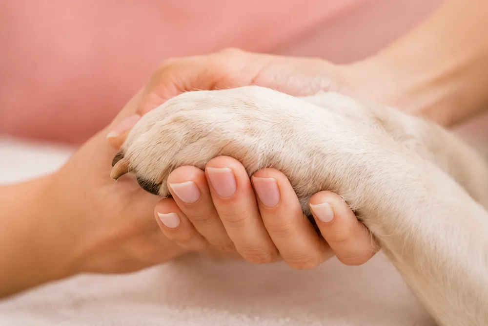Mão segurando a patinha de um cão